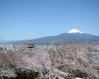 ＜ソメイヨシノを中心に全山で約2400本＞　山歩きも楽しめる桜の名所【公園】　