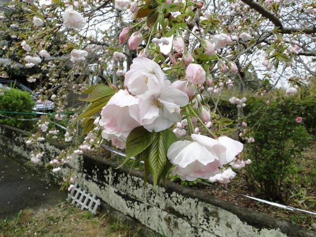 伊豆最福寺しだれ桜 伊豆市 アットエス