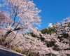 法多山桜まつり