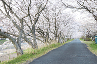 ＜ソメイヨシノなど約1000本＞　天森橋辺りの両岸約2kmが桜トンネルとなり素晴らしい景観が楽しめる！【公園】