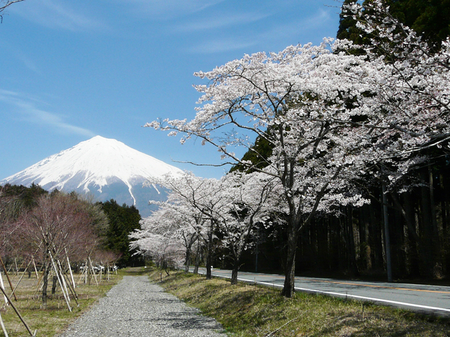 富士山スカイラインの桜 富士宮市 アットエス