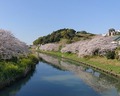 勝間田川堤の桜