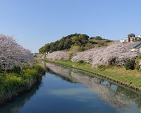 ＜ソメイヨシノ約600本＞　ライトアップで川面に映し出された桜が美しく、ロマンチックな気分に　【ライトアップ】