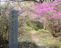 勝間田公園のミヤマツツジ（県指定天然記念物）