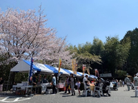 ＜ソメイヨシノ 、大島桜、河津桜など約260本＞　白とピンクの花びらが舞い散る公園。のんびり春の一日を【まつり】【公園】