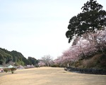 河津桜
