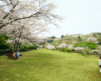 ＜あらさわ紅桜・寒緋桜・陽光桜・ソメイヨシノなど約230本＞紅白の梅が約200本咲き競い、2月中旬から桜も見頃に
