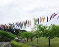 あらさわふる里公園 こいのぼり