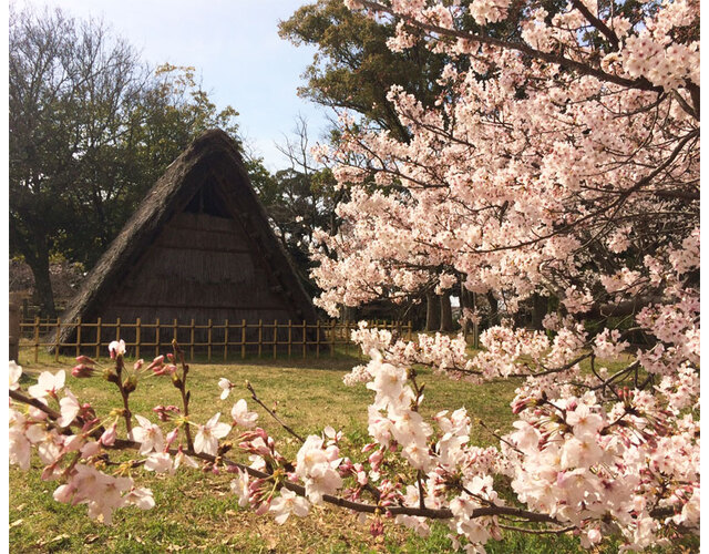 桜と住居