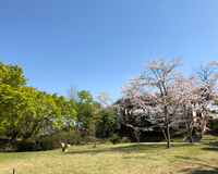 ＜ソメイヨシノ約1000本＞　公園の見事な桜は、天浜線の沿線からも楽しめます【公園】