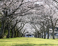 船明ダム湖畔の桜並木