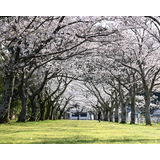 船明ダム湖畔の桜並木