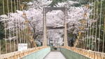 浦川キャンプ村周辺の桜
