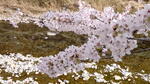 浦川キャンプ村と桜