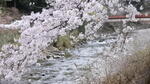 相川と桜