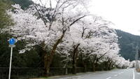 ＜ソメイヨシノ＞※今年は開花が早まる予報がありましたが少し遅れています。浜松市天竜区佐久間町で最長の桜並木【ドライブ】
