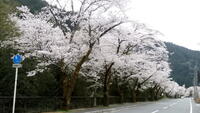 ＜ソメイヨシノ＞※今年は開花が早まる予報があります　浜松市天竜区佐久間町で最長の桜並木【ドライブ】