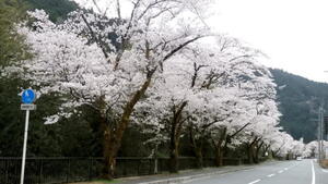 相川桜並木