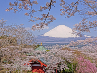 ＜ソメイヨシノ、しだれ桜など約1000本＞　桜の色に映える白亜の仏舎利塔　【公園】