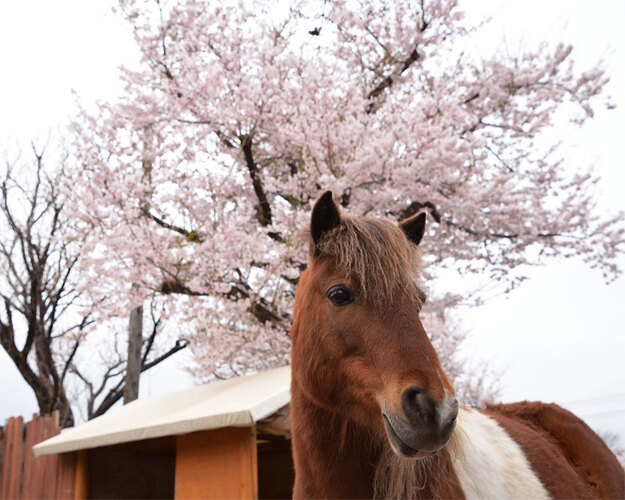まかいの牧場の桜 富士宮市 アットエス