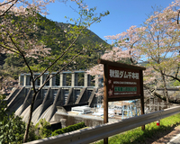 ＜ソメイヨシノ約1000本＞　秋葉ダム湖畔に映る桜模様　山の景色がさくら色に染まる。　【ライトアップ】【ドライブ】