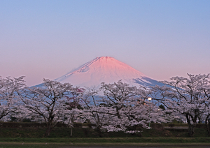 【最優秀賞】「桜色の朝」（東山湖）