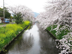 六間川沿いの桜並木