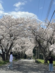 戸田大川桜並木