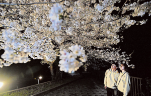 出逢い岬桜ライトアップ