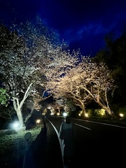出逢い岬桜ライトアップ