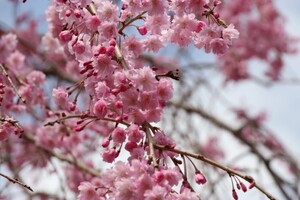 枝垂れ桜のアップ