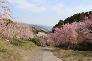 中段から