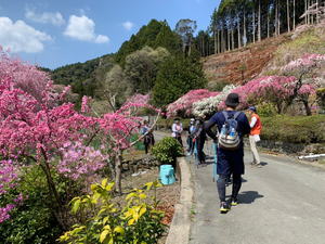 まさに桜の里です。