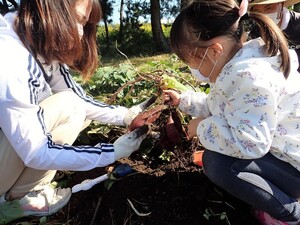 11月：サツマイモ掘り