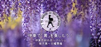 伊東市のマルシェイベント！松川たらい乗り競争と同日開催！
