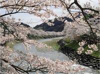 玉露の里の枝垂れ桜と朝比奈川の土手沿い約800ｍに咲き誇るソメイヨシノ【まつり】