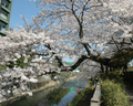 伊東 松川遊歩道の桜