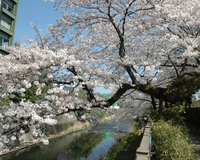 ＜ソメイヨシノ約30本＞桜色に染まる湯の街の風情を感じながら散策