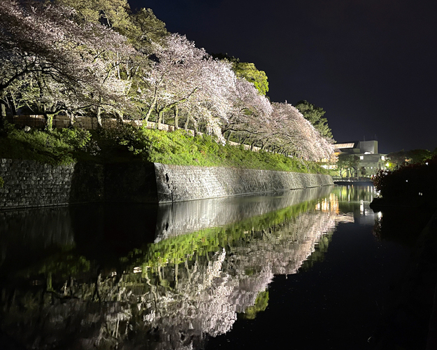 駿府城公園の桜 静岡市葵区 アットエス