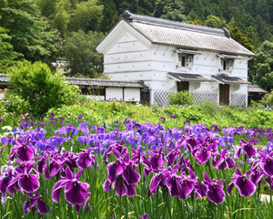 加茂荘の蔵と花菖蒲