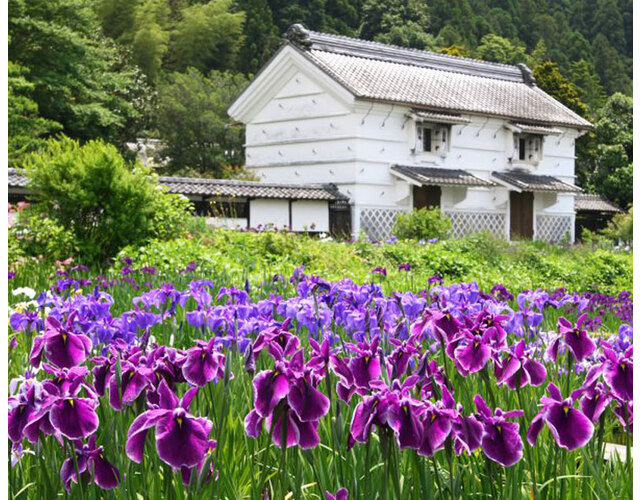 加茂荘の蔵と花菖蒲