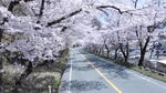 過去画像　中部三叉路桜トンネル