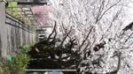 過去画像　中部三叉路　桜並木