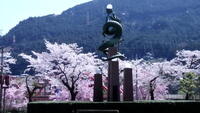 ＜ソメイヨシノ＞　今年は開花が早いとの予報がありましたが少し遅れています。桜トンネルや桜天井の歩道散策で心が弾みます