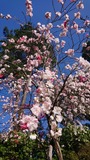 新緑と春の花が咲き誇る、研究用の庭園を一般公開