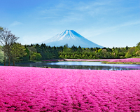 首都圏最大級の芝桜と世界遺産・富士山との競演！イングリッシュガーデンも