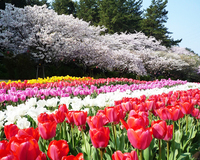 梅から始まる浜名湖の花のリレー