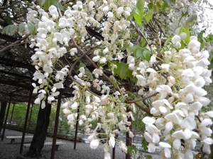 過去の画像