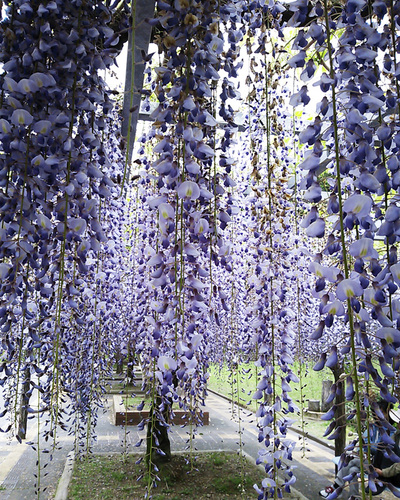 蓮華寺池公園 藤の花 藤枝市 アットエス