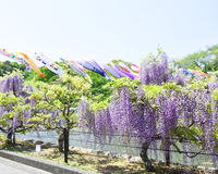 日本一の「藤の里」、公園内に甘い香りが広がる 